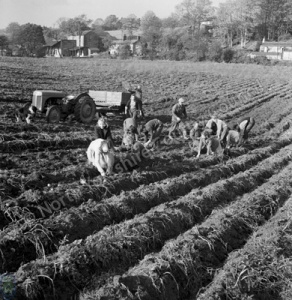 Potato Picking, Knox Hill Farm, Harrogate